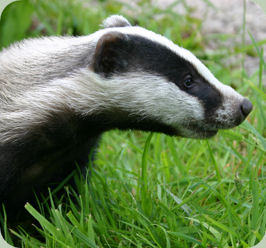 badger